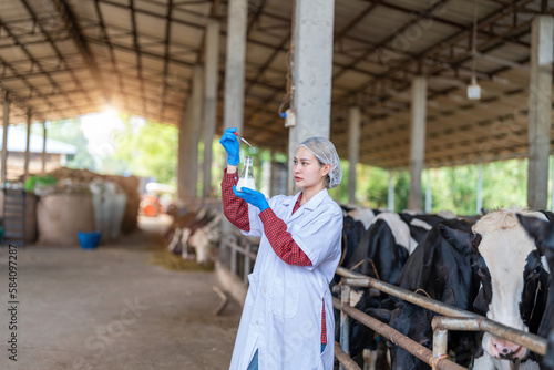 Young woman veterinarian satisfied with milk quality on dairy farm , Agriculture industry, farming and animal husbandry concept ,Cow on dairy farm eating hay,Cowshed.