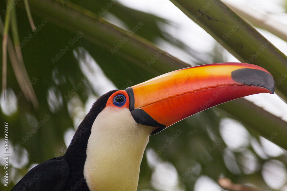 Toucan with beautiful orange bill Toucan with beautiful orange bill