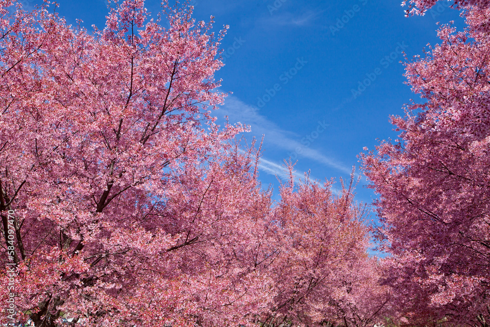 Cherry blossom trees in Flushing Meadows Corona Park at New York City Cherry blossom trees in Flushing Meadows Corona Park at New York City