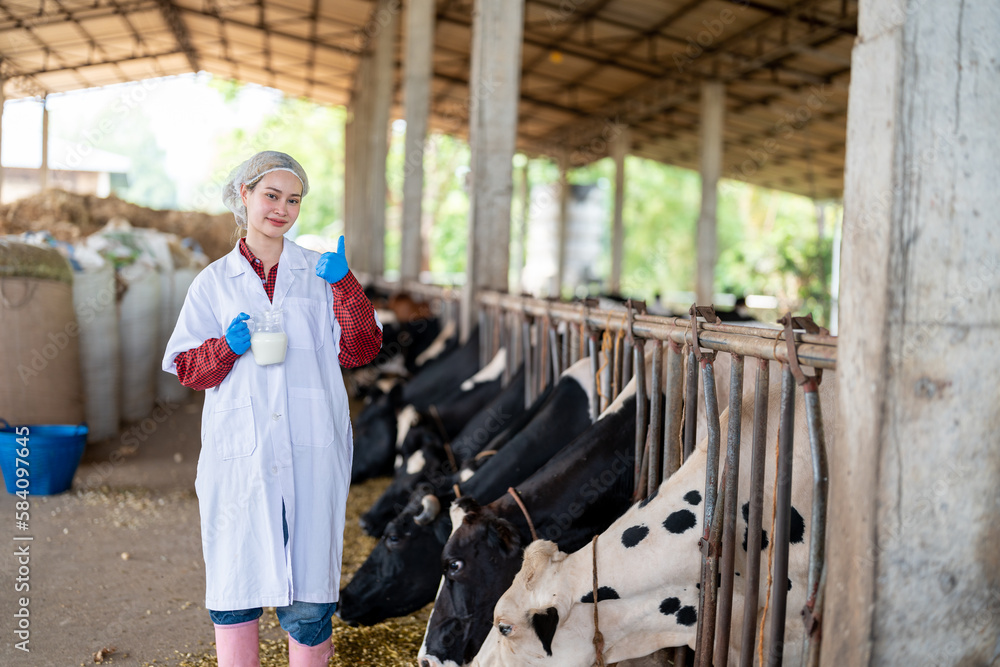 Young woman veterinarian satisfied with milk quality on dairy farm , Agriculture industry, farming and animal husbandry concept ,Cow on dairy farm eating hay,Cowshed. Young woman veterinarian satisfied with milk quality on dairy farm , Agriculture industry, farming and animal husbandry concept ,Cow on dairy farm eating hay,Cowshed.