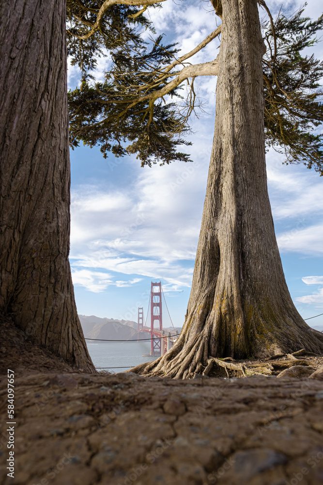 Obraz premium cypress tree view