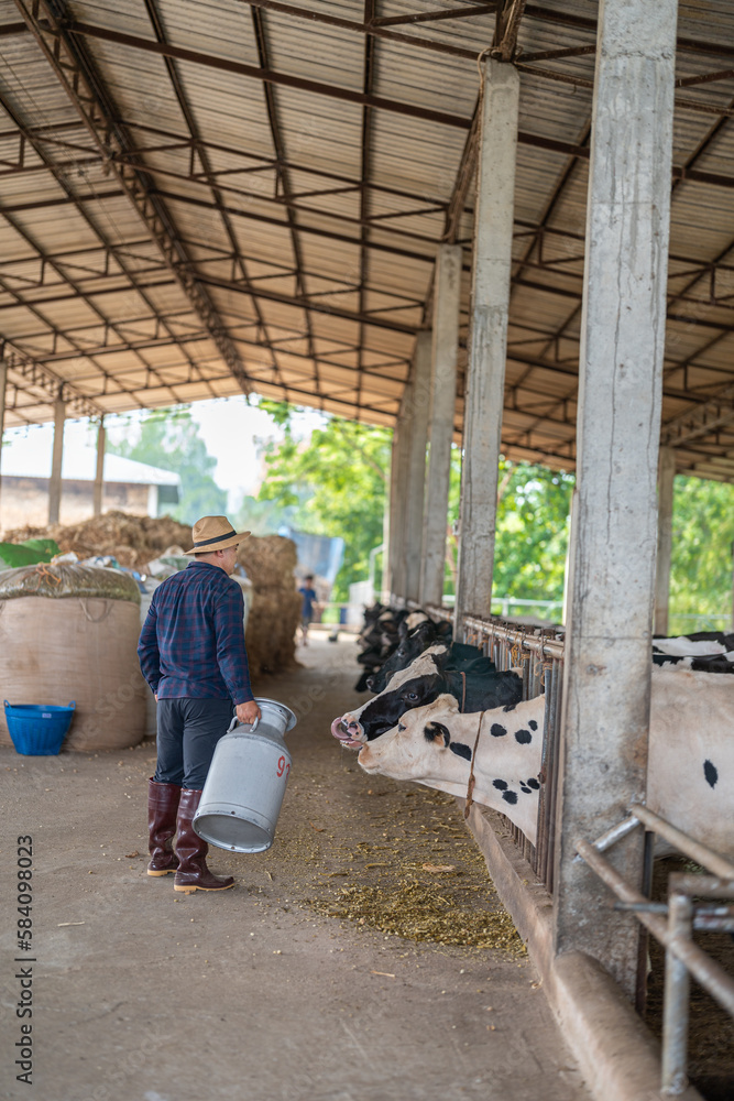 The farmer is working on an organic farm with a dairy cow and holding a large milk container. The model is a real farm worker! The farmer is working on an organic farm with a dairy cow and holding a large milk container. The model is a real farm worker!