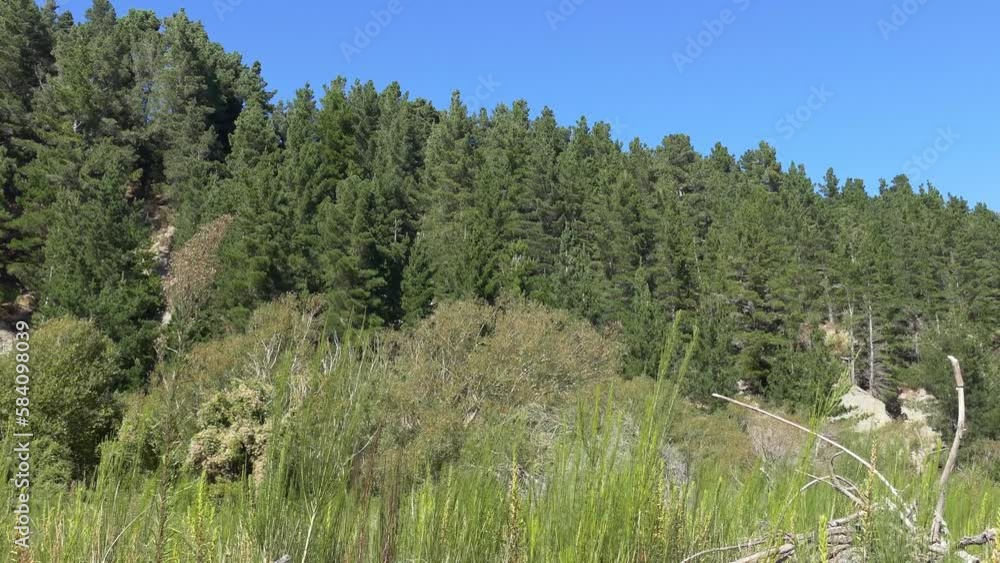 Walking parallel to pine forest on river valley walls with signs of erosion - Kowai River, Canterbury (New Zealand) Walking parallel to pine forest on river valley walls with signs of erosion - Kowai River, Canterbury (New Zealand)