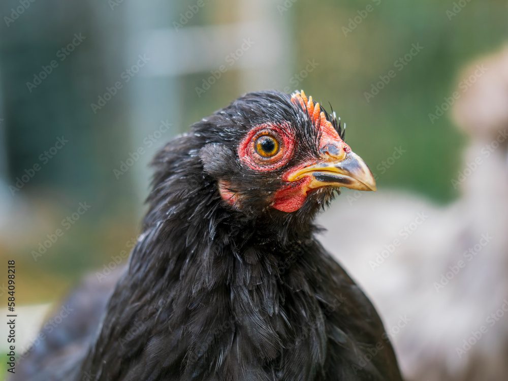 portrait of a chicken