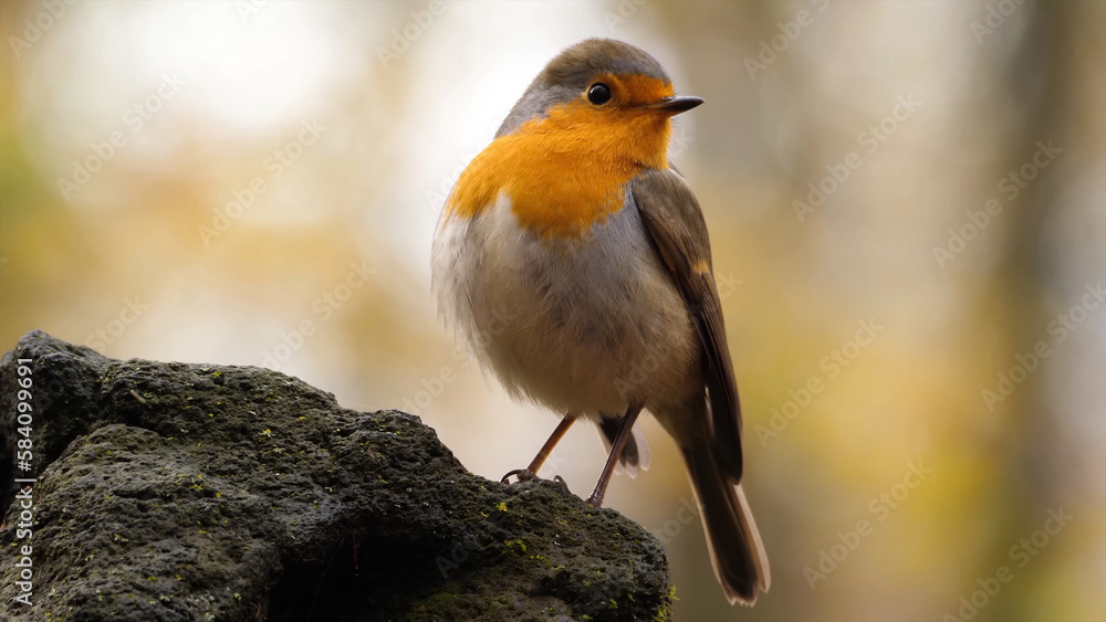 European Robin (Erithacus rubecula) closeup, Pretty bird With a nice orange red plumage in the nature, small insectivorous passerine bird that was formerly classed as a member of the thrush family European Robin (Erithacus rubecula) closeup, Pretty bird With a nice orange red plumage in the nature, small insectivorous passerine bird that was formerly classed as a member of the thrush family
