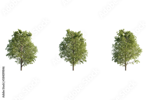 Acer pseoudoplatanus  tree  group PNG cutout