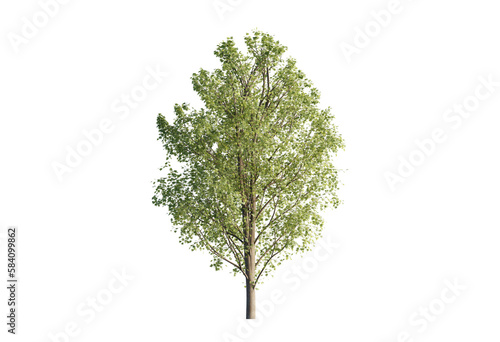 Acer pseoudoplatanus tree PNG cutout single