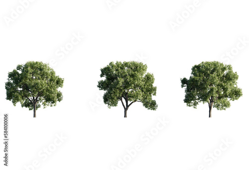 Acer Hippocastanum  tree view PNG cutout