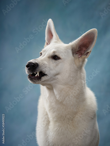 Large White Swiss Shepherd on a blue background with funny muzzle. Beautiful dog in the studio