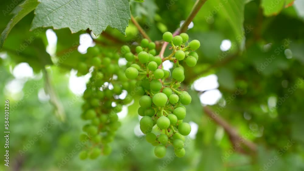 Close up of fresh vineyard grapes Close up of fresh vineyard grapes