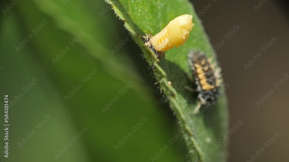 A lady bug larva next to a moving lady bird pupa on a green leaf during the spring A lady bug larva next to a moving lady bird pupa on a green leaf during the spring