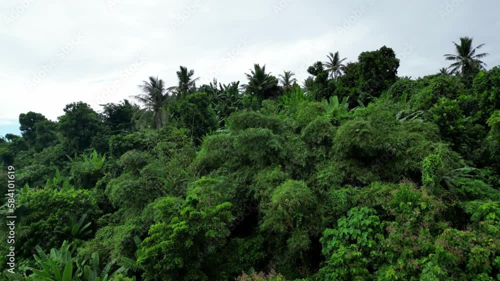 Establishing Aerial View of Lush Jungle full of palm trees in mountainous island of Catanduanes, Philippines. Establishing Aerial View of Lush Jungle full of palm trees in mountainous island of Catanduanes, Philippines.
