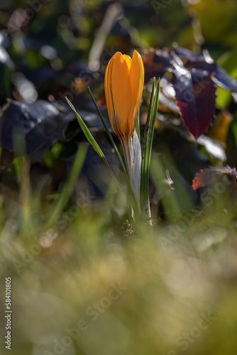 Orange crocus flower lonely outside.