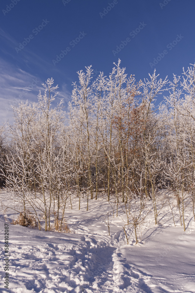 Pylypow Wetlands in the Winter Pylypow Wetlands in the Winter