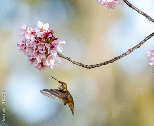 cherry blossom hummingbird