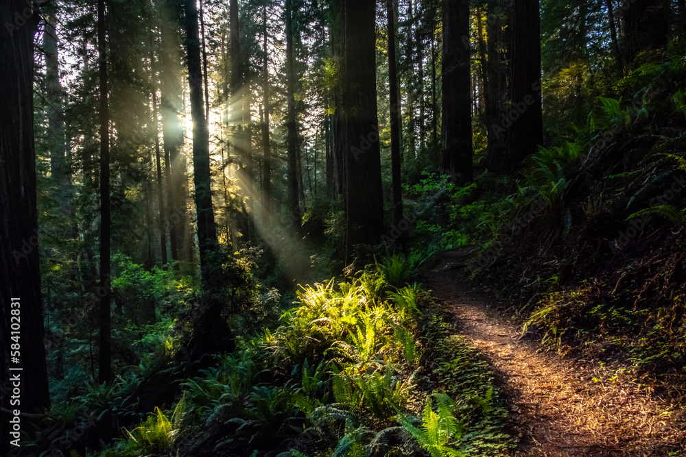 Obraz premium redwood forest