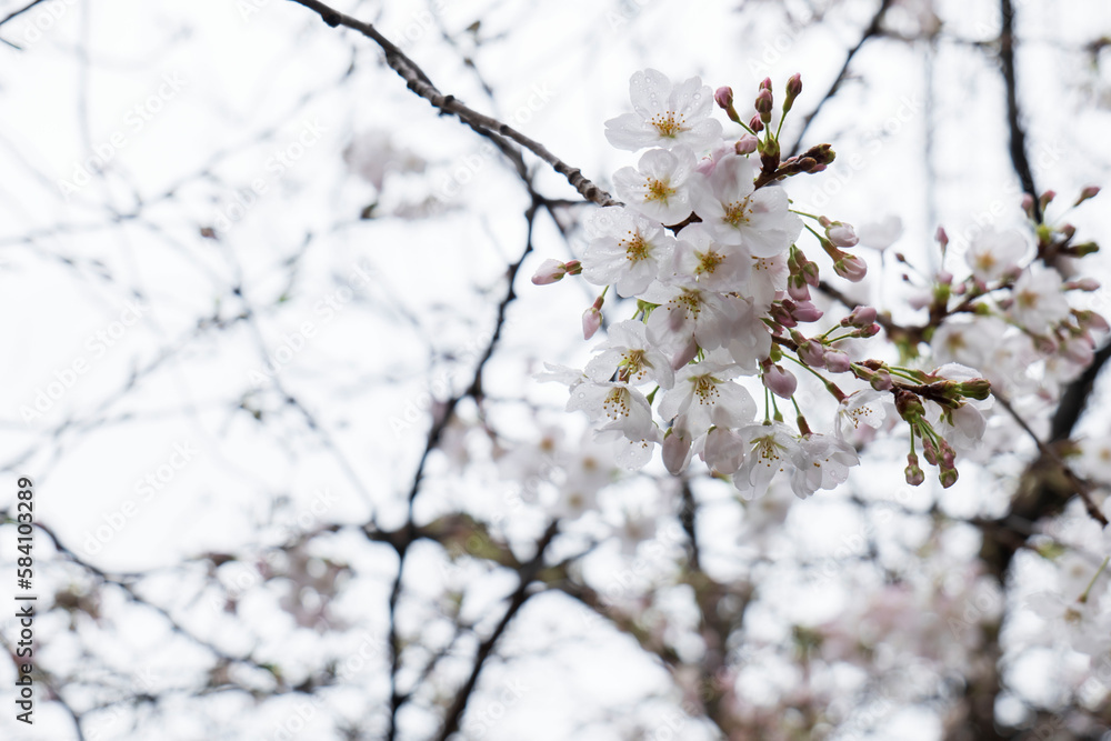 雨に降られ濡れ水滴がついた満開の桜の花が風に揺れる　美容・入学・入社・入園・花見・春・春雨のイメージ背景