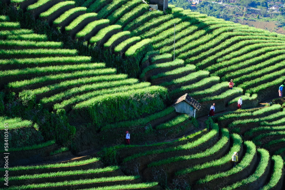 view of hut in the shallot plantation. terracing in Majalengka, West Java, Indonesia