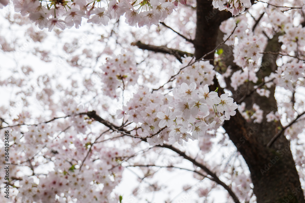 雨に降られ濡れ水滴がついた満開の桜の花が風に揺れる　美容・入学・入社・入園・花見・春・春雨のイメージ背景