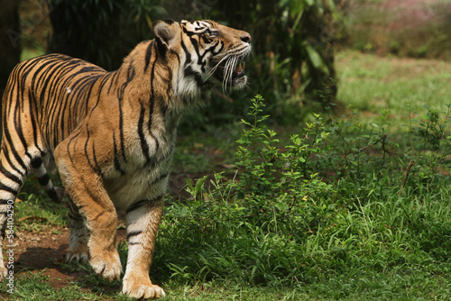 tiger in the zoo