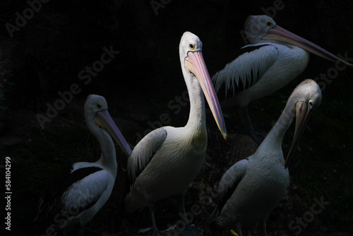 The big beak © Pitokung