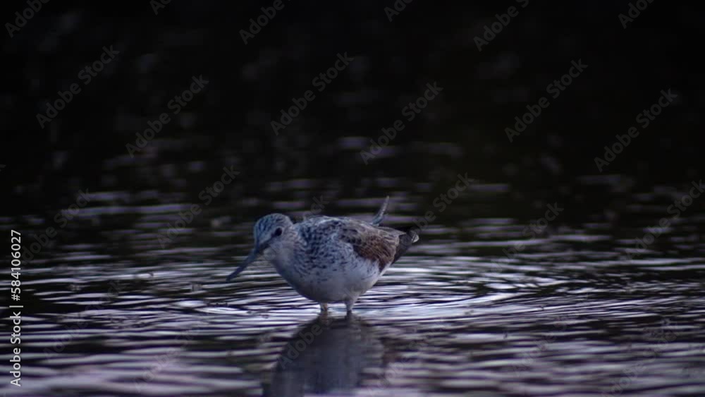 Telephoto close-up of Common greenshank eating insects on water surface, evening