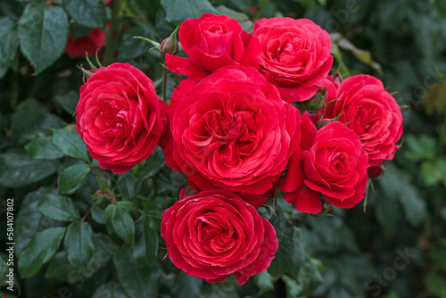 A cluster of cherry red blooms. Rosa  Cherry Girl   Korkosieb   a floribunda rose also known as  Gift of Friendship  in Australia.  Bred by Kordes Roses.