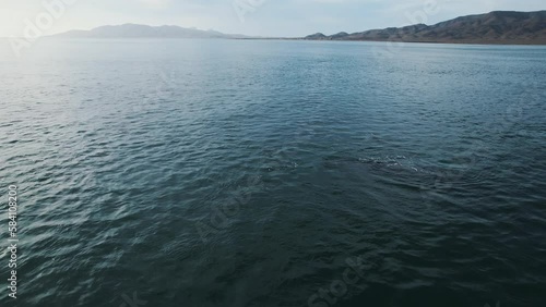 Gray Whale Family socialize, sex and rub against each other insummer water nature breathing migration. Top down aerial view Gray Whale blows fountain water up and create rainbow. Beautiful endangered photo