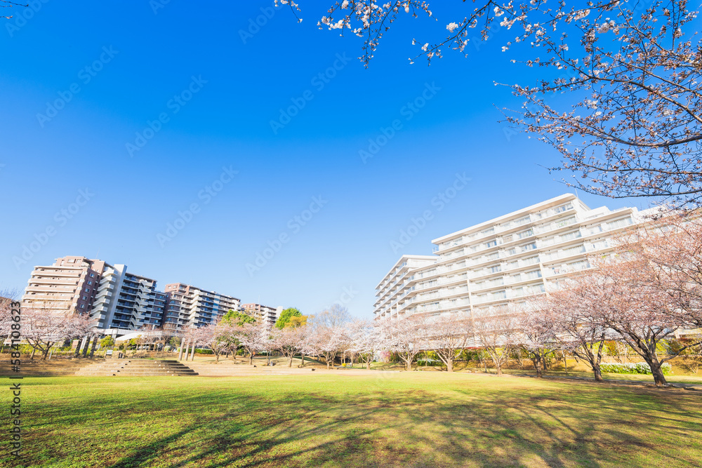 郊外の住宅地 大型マンションと桜並木 郊外の住宅地 大型マンションと桜並木