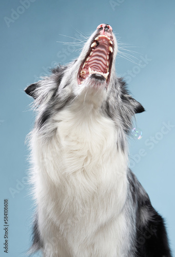 Happy dog open mouth on a blue background. Funny looking border collie. Pet in studio 