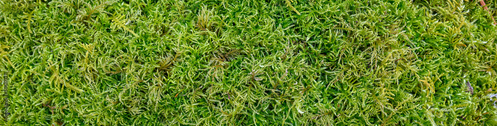 Closeup of lush green moss as a textured nature background
Closeup of lush green moss as a textured nature background