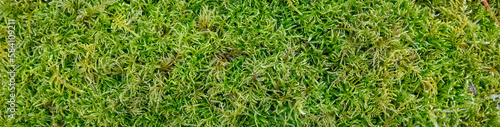 Closeup of lush green moss as a textured nature background 
