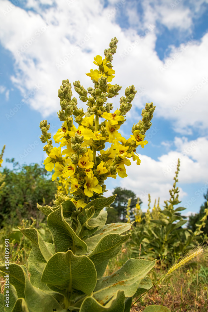 Mullein flowers background (Verbascum densiflorum) Inflorescence of yellow meadow mullein flowers in the sunlight of the day