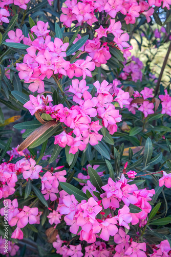 Pink blooming flower. Scientific name  Nerium oleander