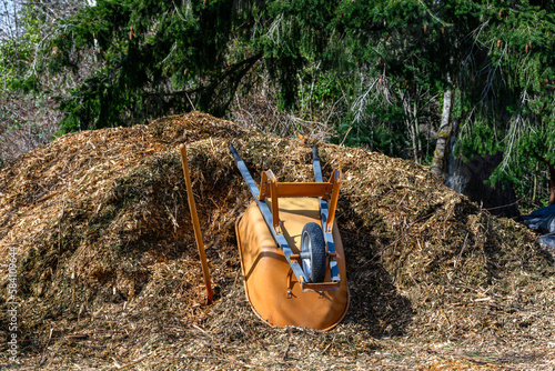 Getting ready for spring, yellow upside down wheelbarrow and shovel in a large pile of fresh wood chips from shredded tree branches 