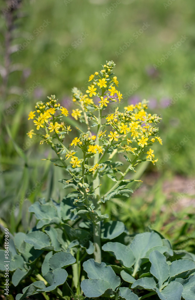 Obraz premium Inflorescence yellow flowers of Leontice leontopetalum or Rakaf. Leontice wild plant. Flowering. Ecotourism. Outdoors macro image