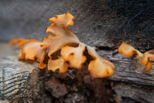 Dacryopinax spathularia is a type of fungus belonging to the Dacrymycetaceae family. This fungus is also known as 