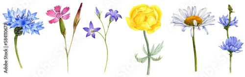 Quadro em tela watercolor drawing wild flowers isolated at white background , blue cornflower,b