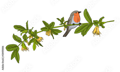 vector drawing bird, robin redbreast sitting at branch of flowering honeysuckle, hand drawn songbird, isolated nature design element