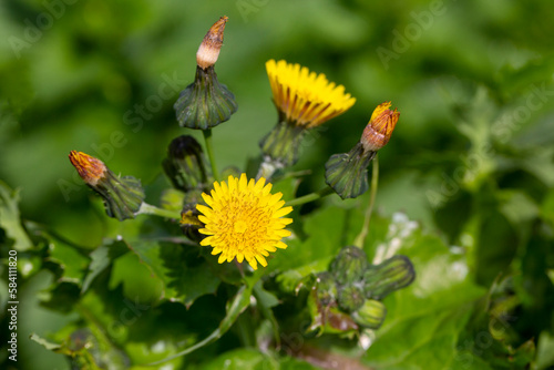Yellow flowers in nature. Scientific name; Sonchus oleraceus - Sonchus asper photo