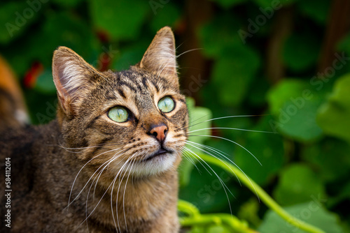 Tabby cat with green eyes o...