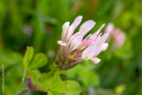 Wild flower  scientific name  Trifolium clypeatum