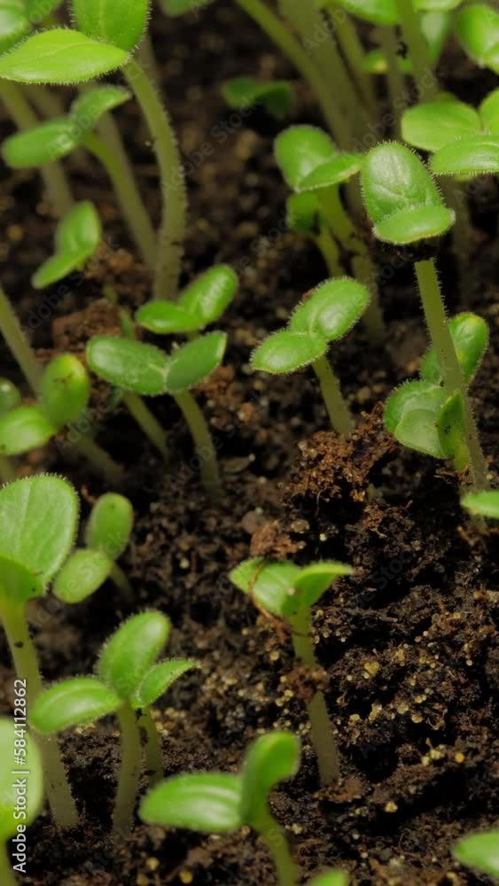 Growing seeds rising from soil vertical time lapse video. Growing seeds rising from soil vertical time lapse video.