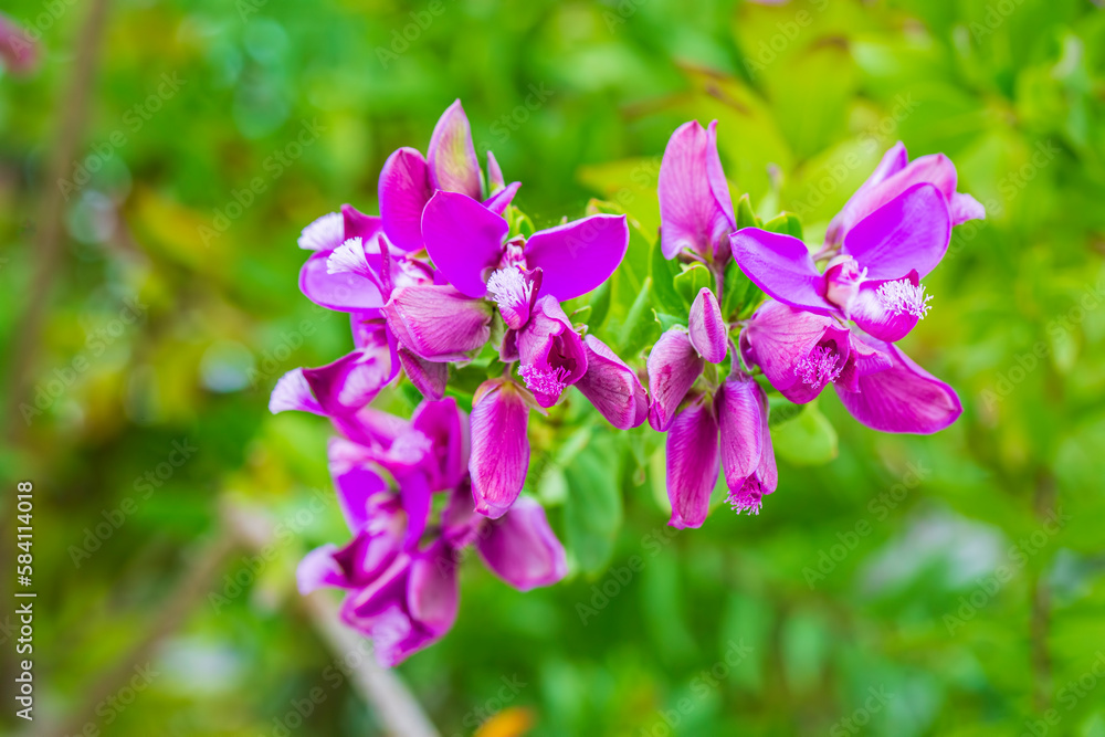 Wild plant; scientific name; Polygala myrtifolia