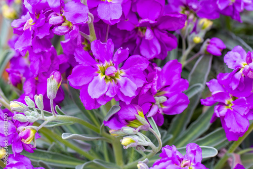 Purple flower in the garden. Scientific name  Matthiola incana