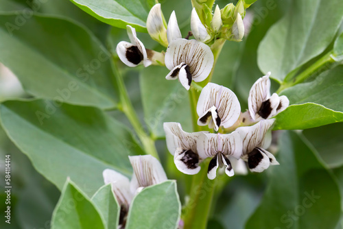 Foto Broad bean plants in flower, variety Witkiem Manita, Vicia Faba also known as field bean, fava, bell, horse, windsor, pigeon and tic bean