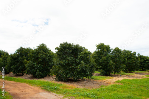 Organic Avocado Plantation - Western Australia