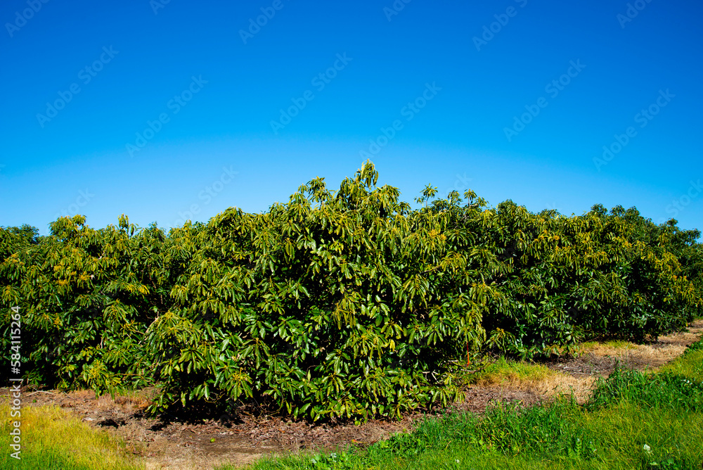 Organic Avocado Plantation - Western Australia