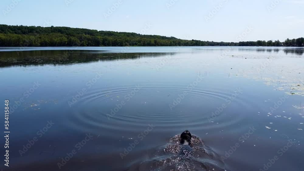Aerial view showing dog Jumping into natural lake and Swimming during sunny day in Quebec Aerial view showing dog Jumping into natural lake and Swimming during sunny day in Quebec
