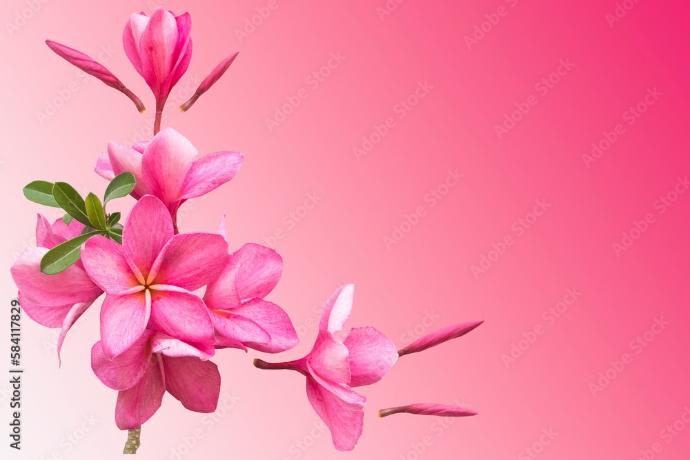pink flowers frangipani local flora of asia arrangement flat lay postcard style on background pink